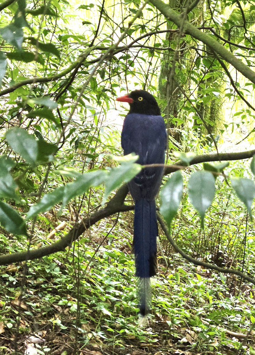 Taiwan Blue-Magpie - ML638090589