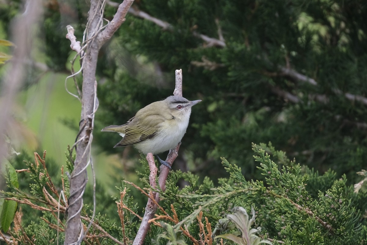 Red-eyed Vireo - ML638090623