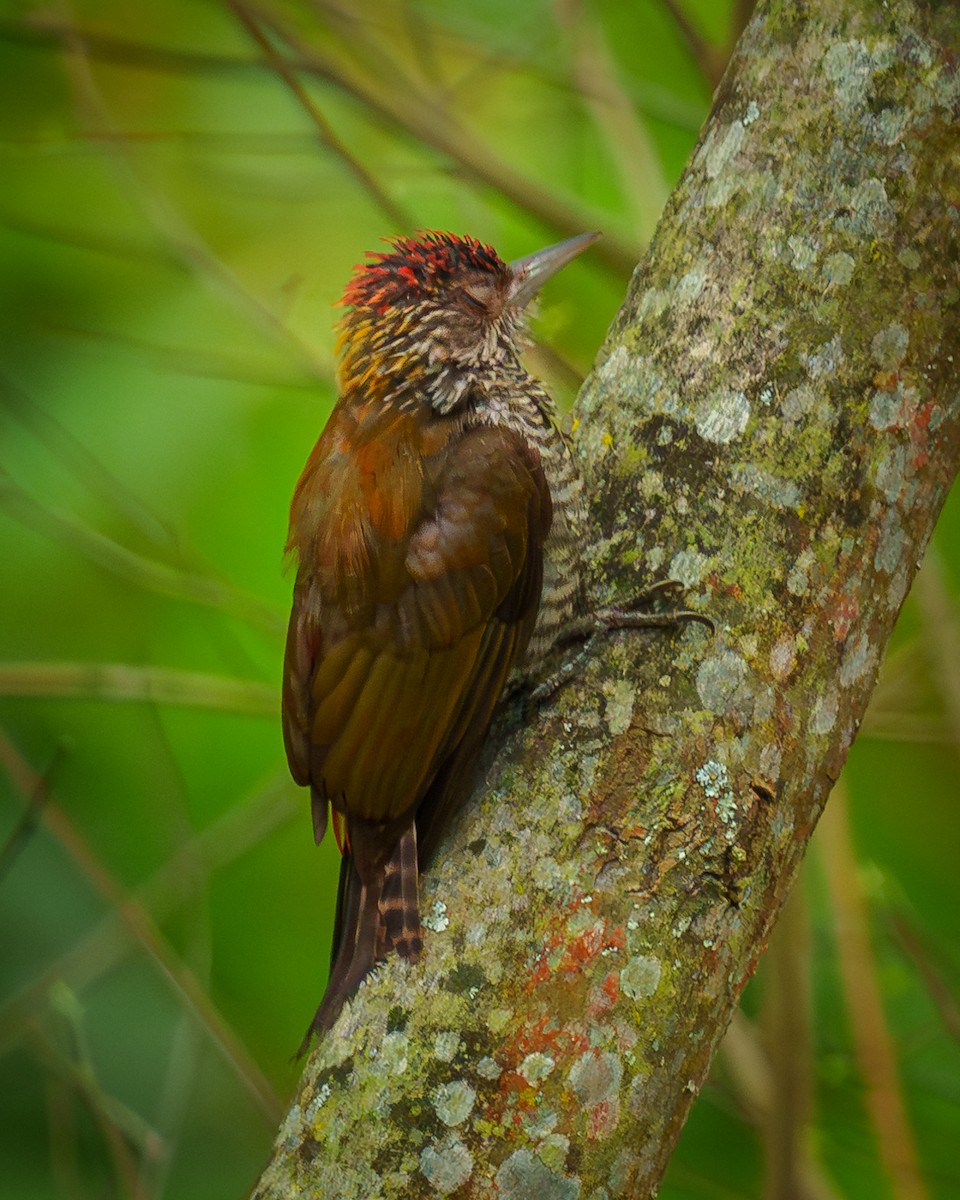 Red-rumped Woodpecker - ML638090629