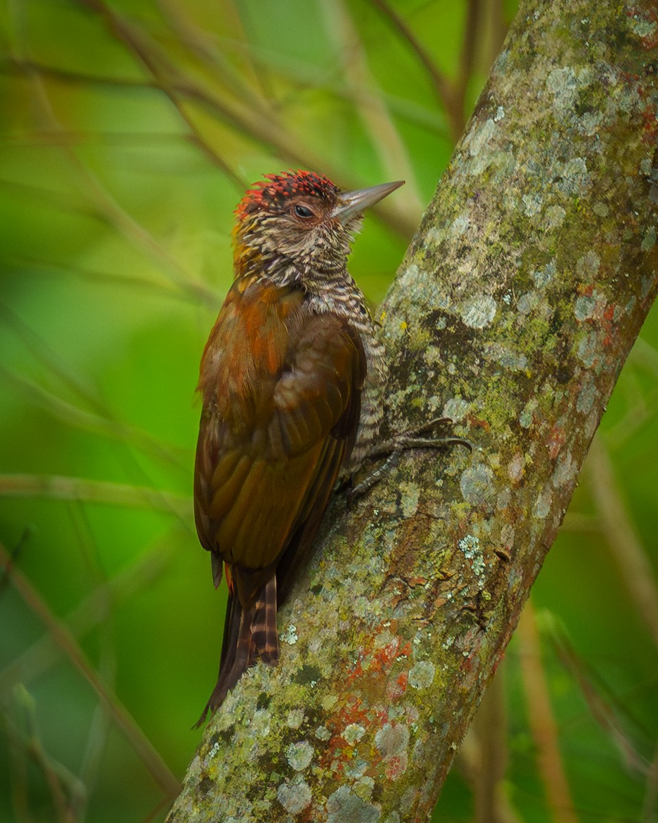 Red-rumped Woodpecker - ML638090630