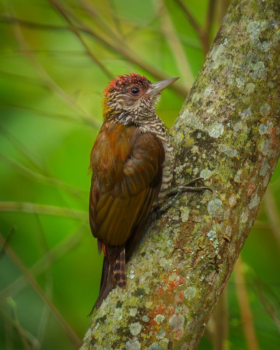 Red-rumped Woodpecker - ML638090631