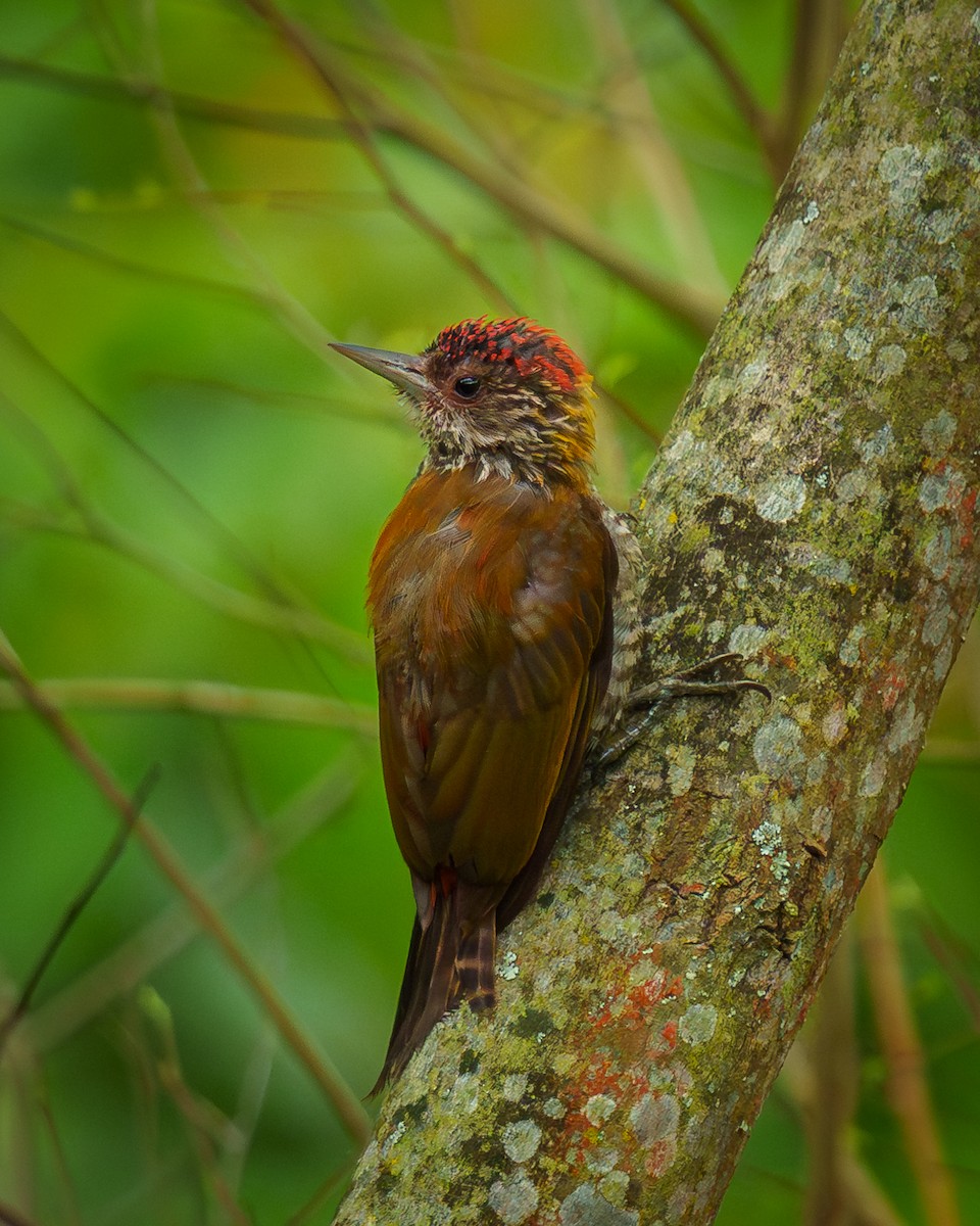 Red-rumped Woodpecker - ML638090632
