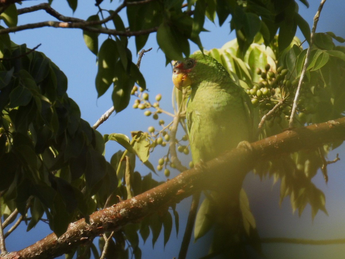 White-fronted Amazon - ML638090699