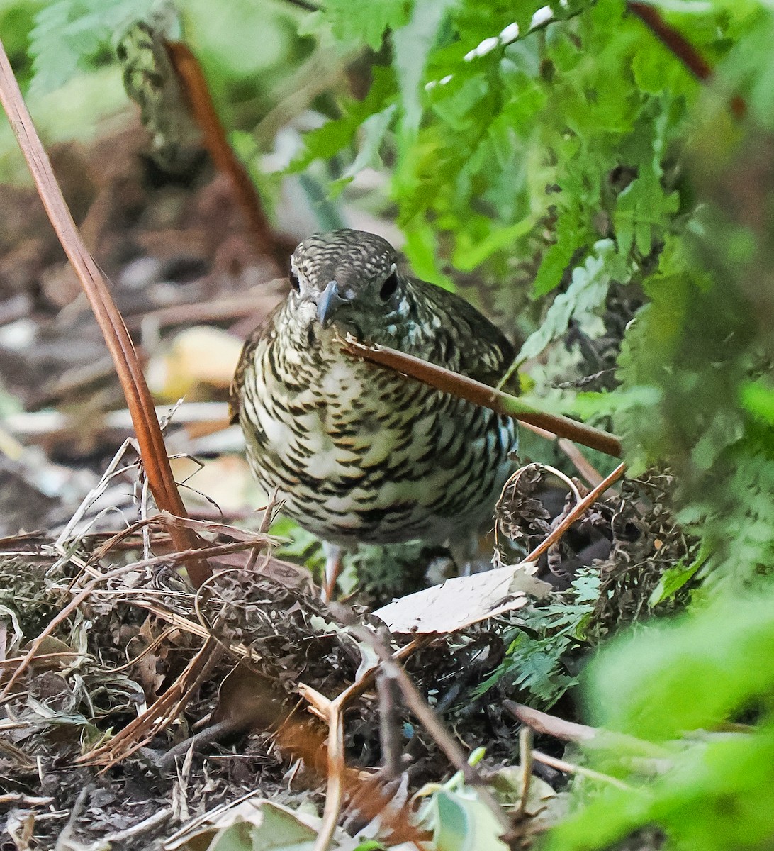Bassian Thrush - ML638090706