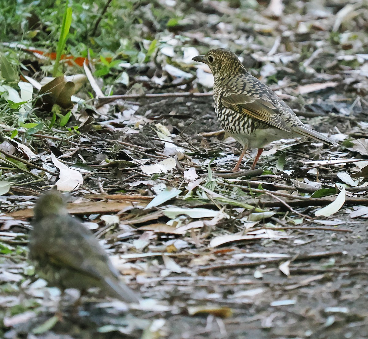 Bassian Thrush - ML638090707