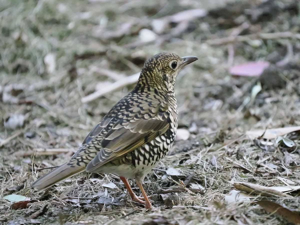 Bassian Thrush - ML638090713