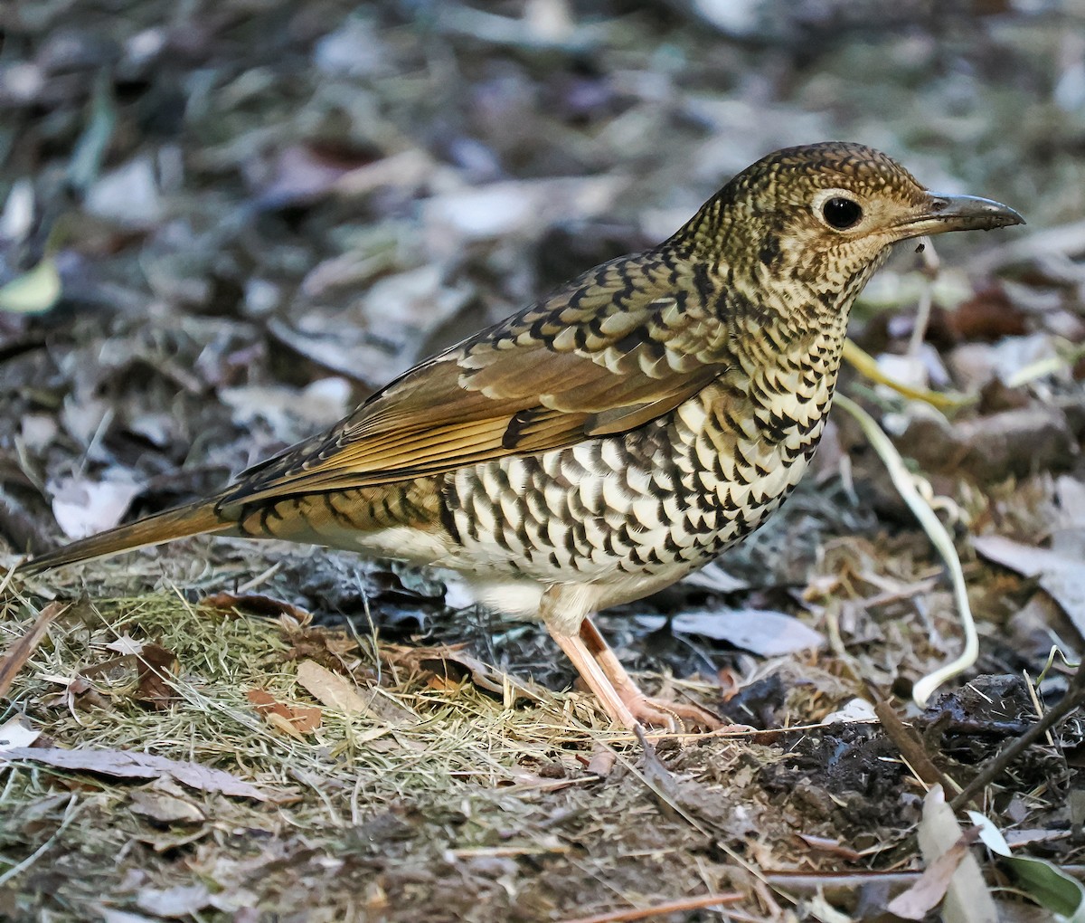 Bassian Thrush - ML638090714