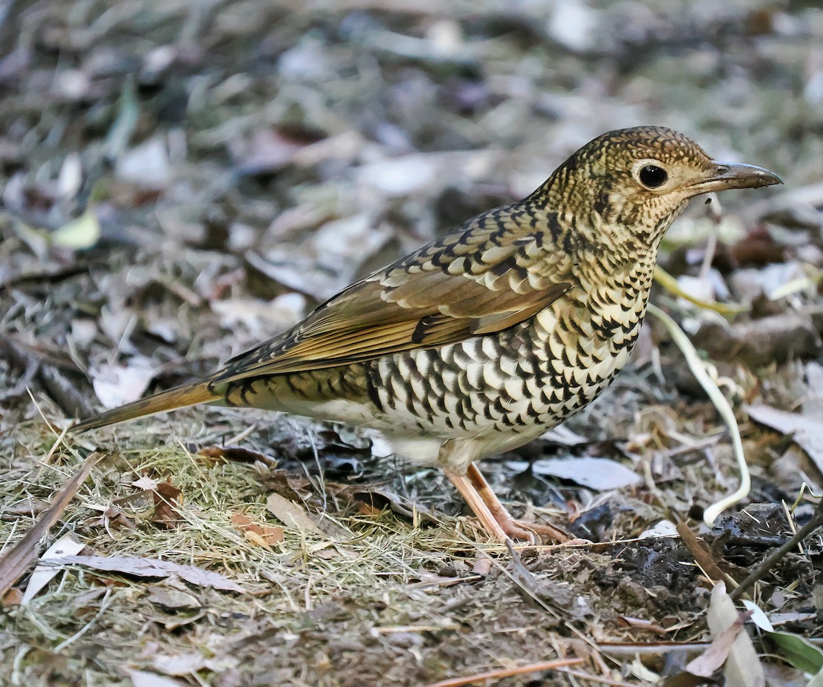 Bassian Thrush - ML638090715
