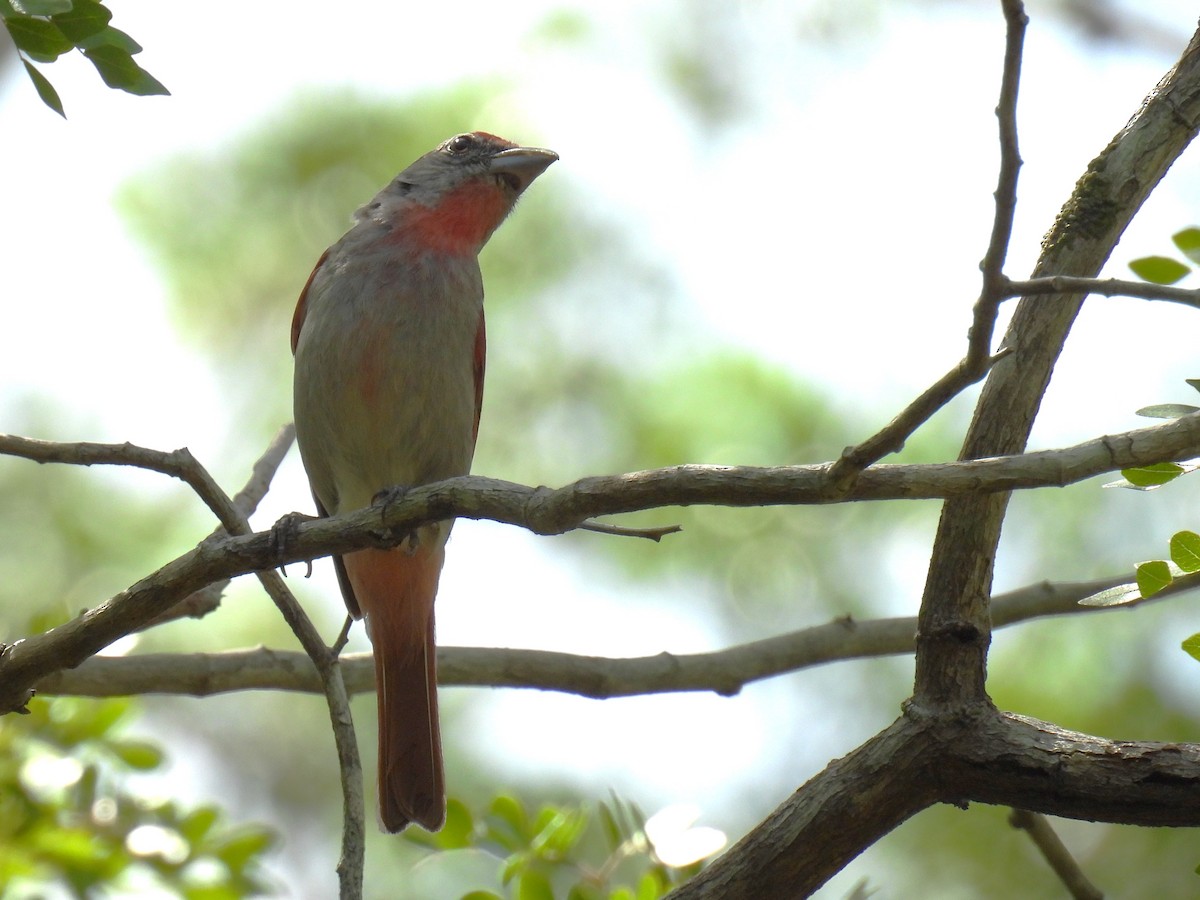 Rose-throated Tanager - ML638090730
