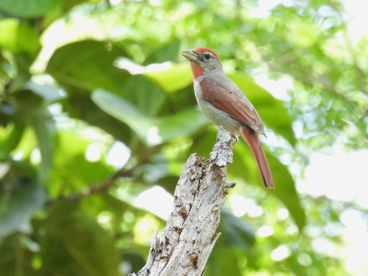 Rose-throated Tanager - ML638090731