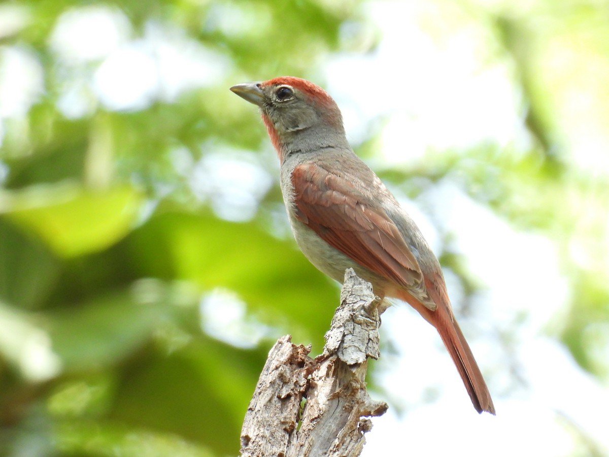 Rose-throated Tanager - ML638090732