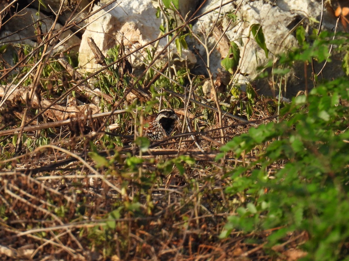 Black-throated Bobwhite - ML638090758