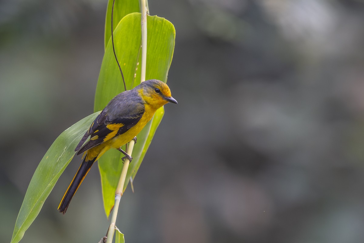 Kırmızı Minivet - ML638090773