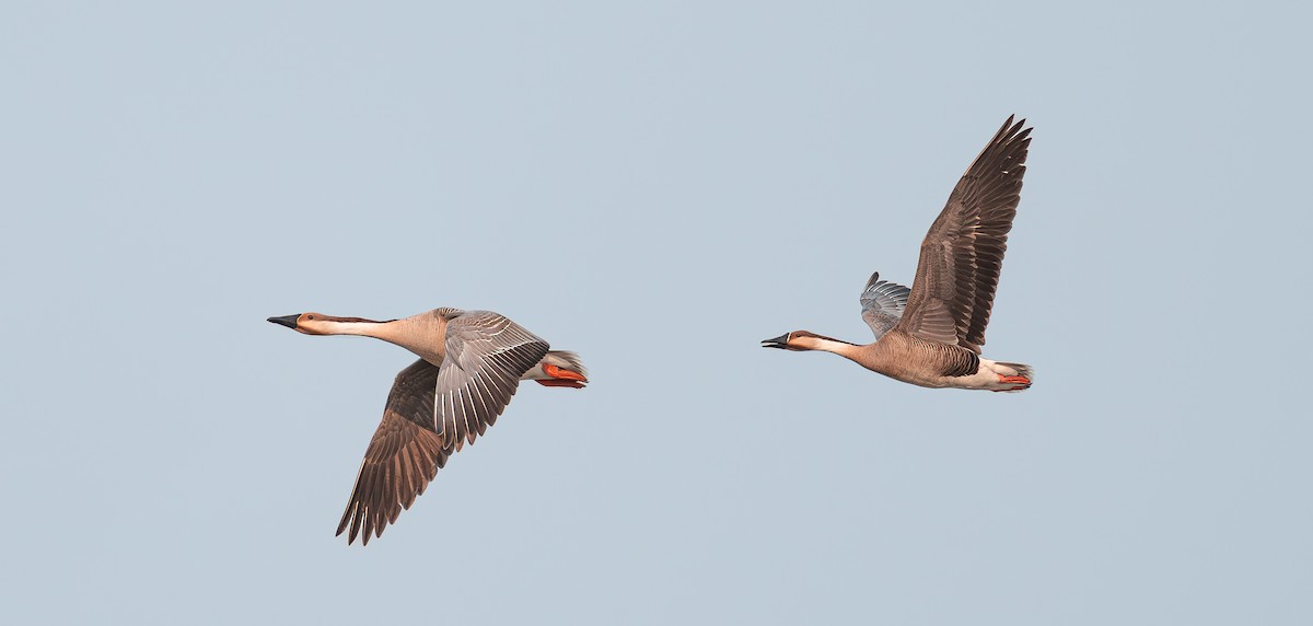 Swan Goose - ML638090793