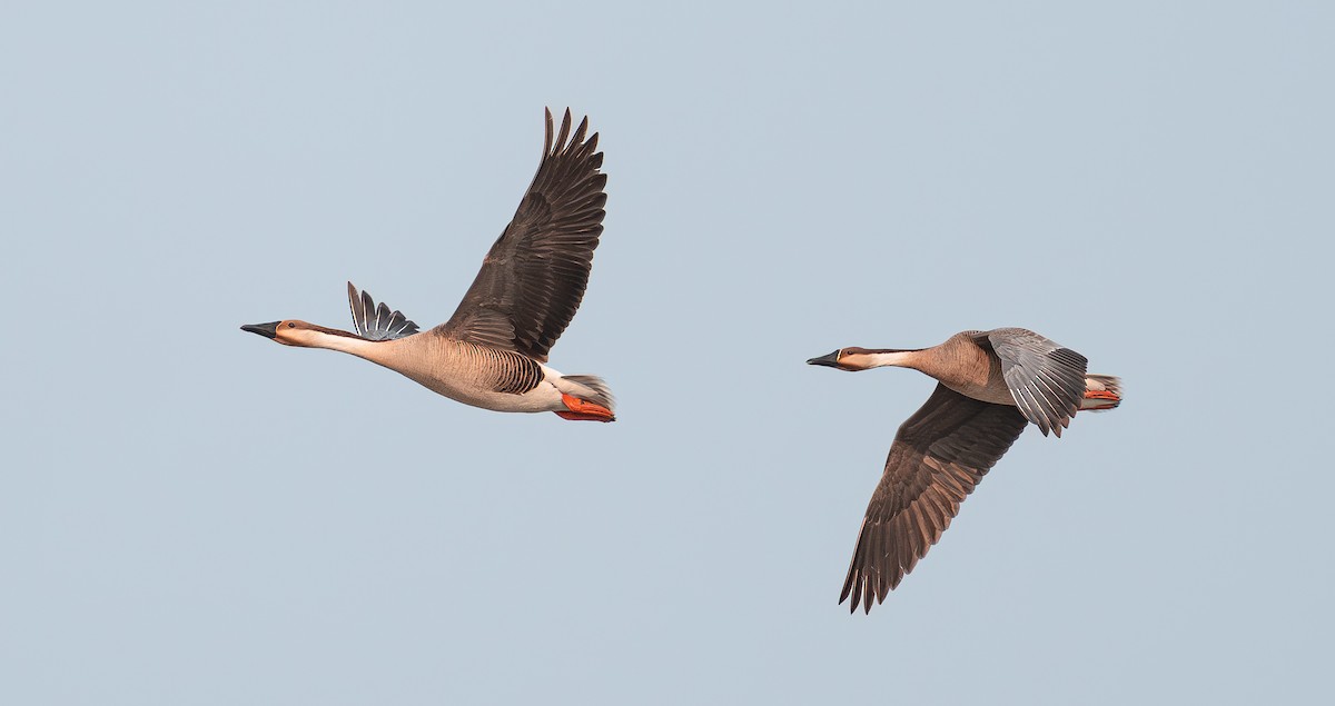 Swan Goose - ML638090794