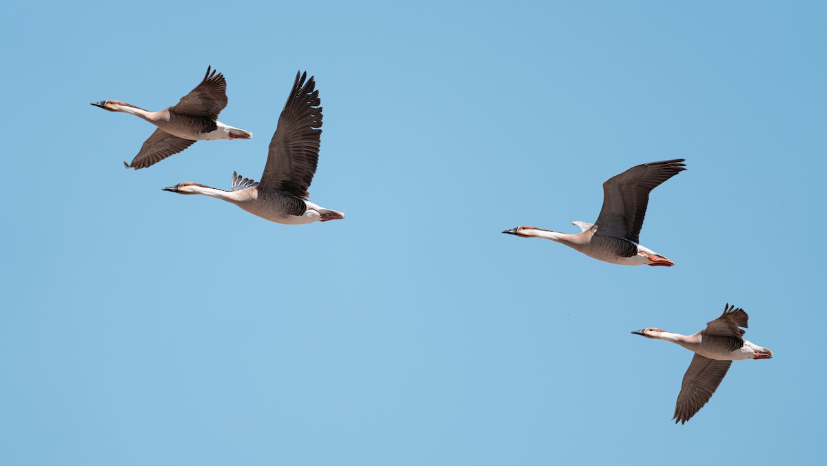 Swan Goose - ML638090795