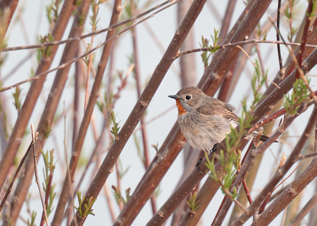 Taiga Flycatcher - ML638090809