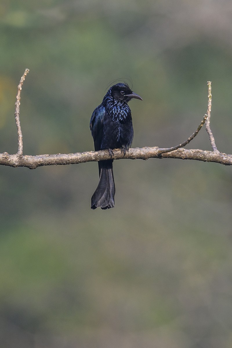 Hair-crested Drongo - ML638090817