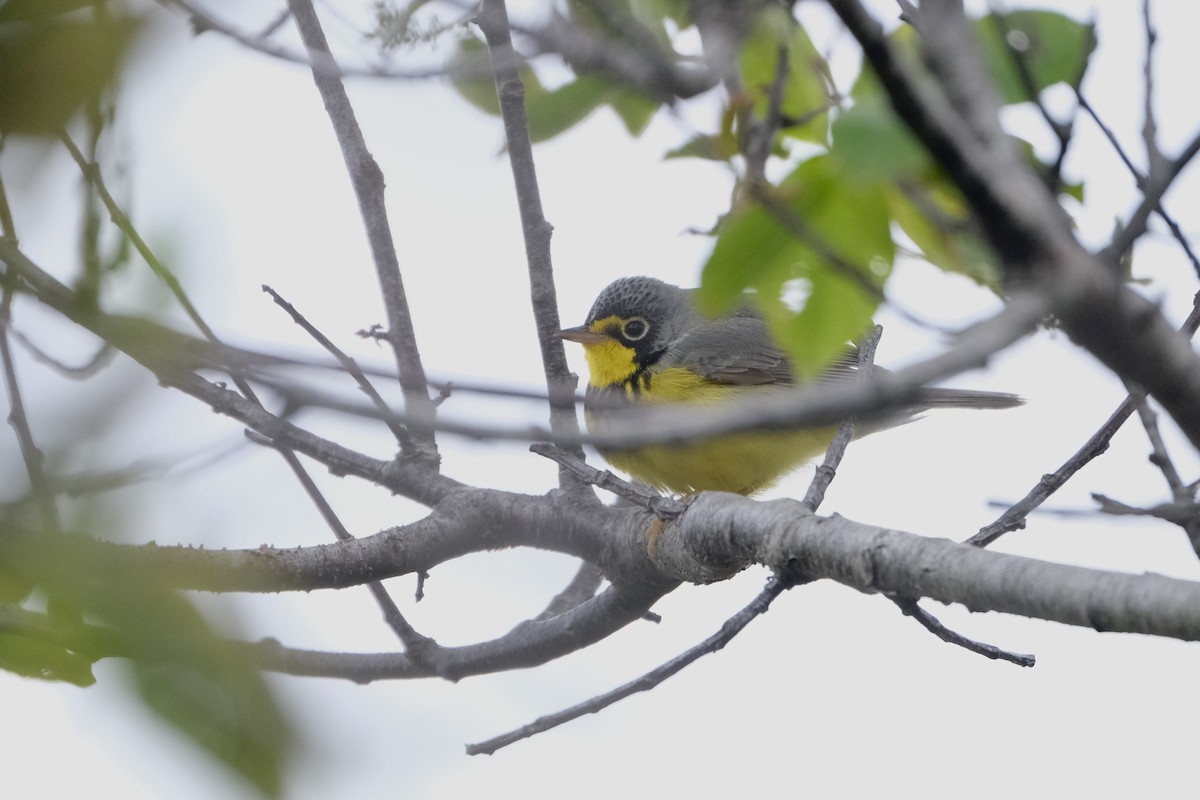 Canada Warbler - ML638090818