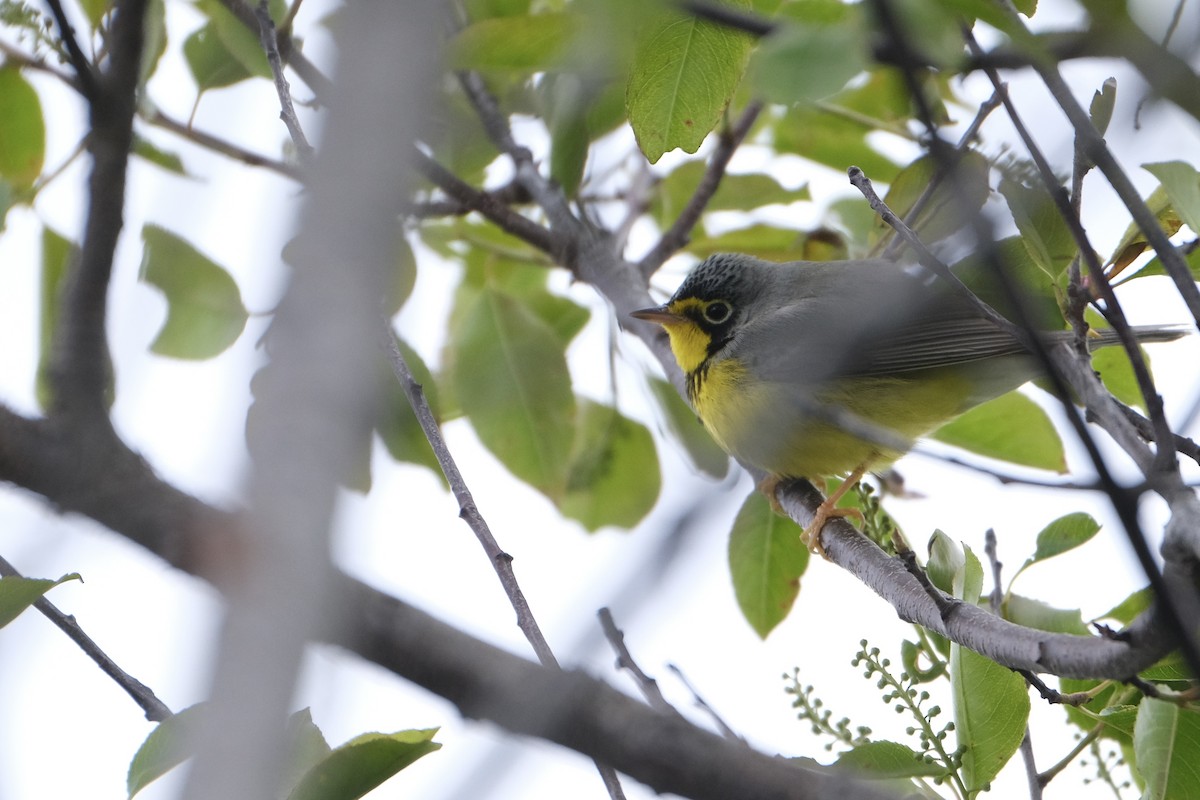 Canada Warbler - ML638090819