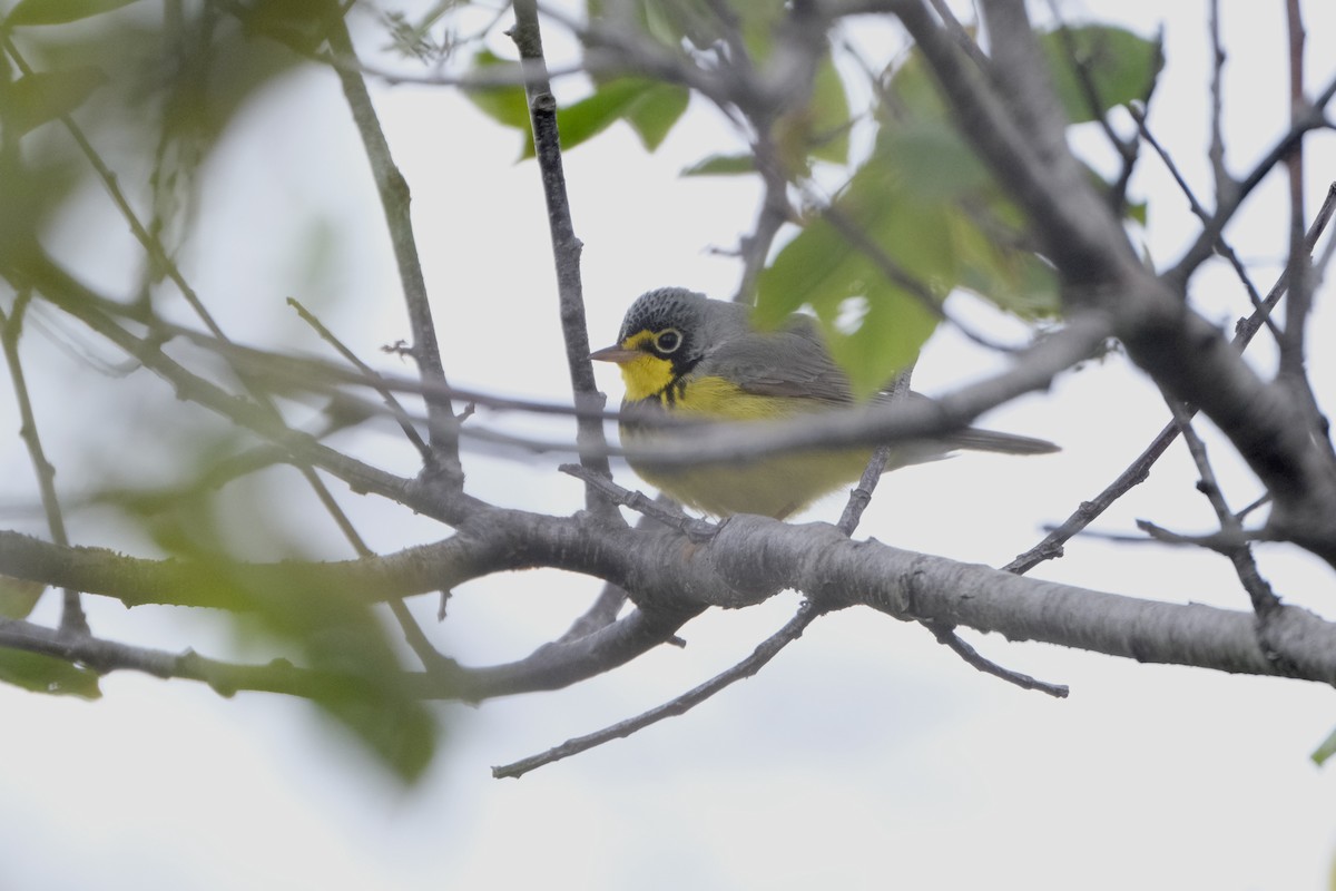 Canada Warbler - ML638090820