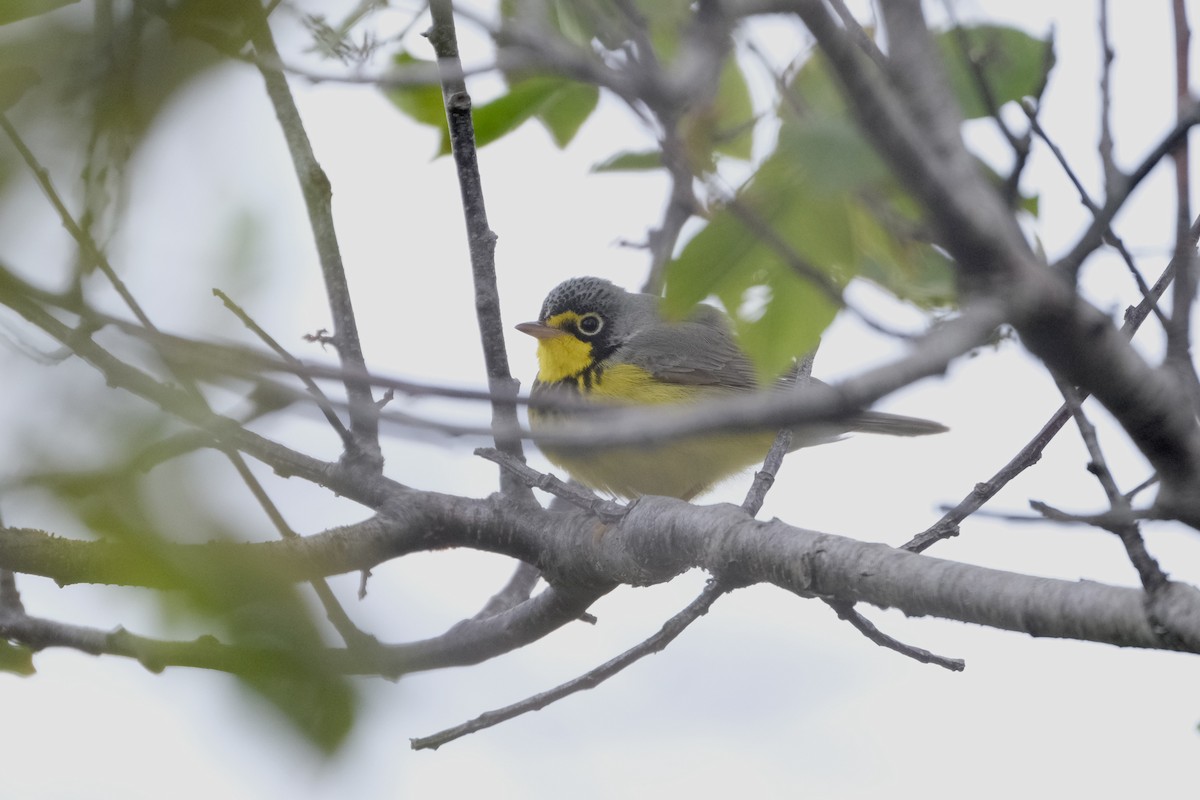 Canada Warbler - ML638090821