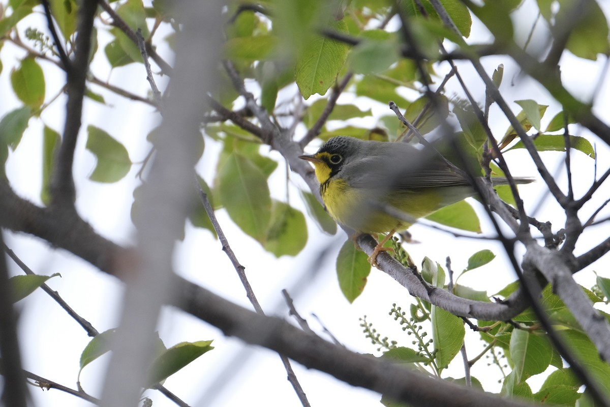 Canada Warbler - ML638090822