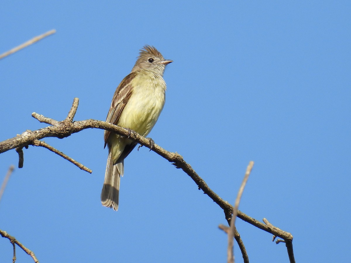 Yellow-bellied Elaenia - ML638090840
