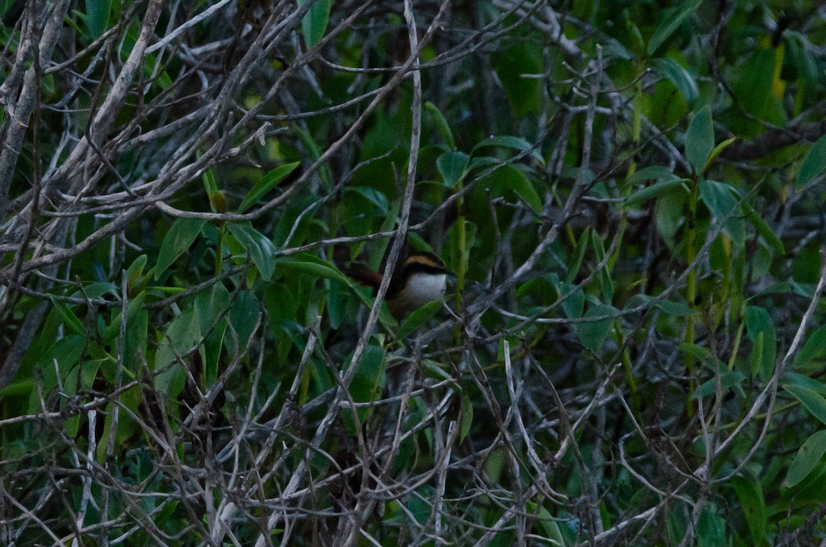 Thorn-tailed Rayadito - ML638090845