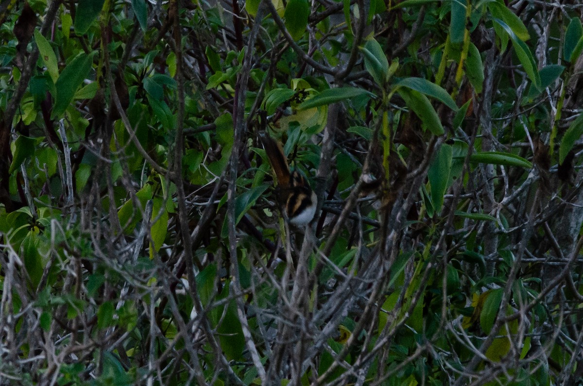Thorn-tailed Rayadito - ML638090846