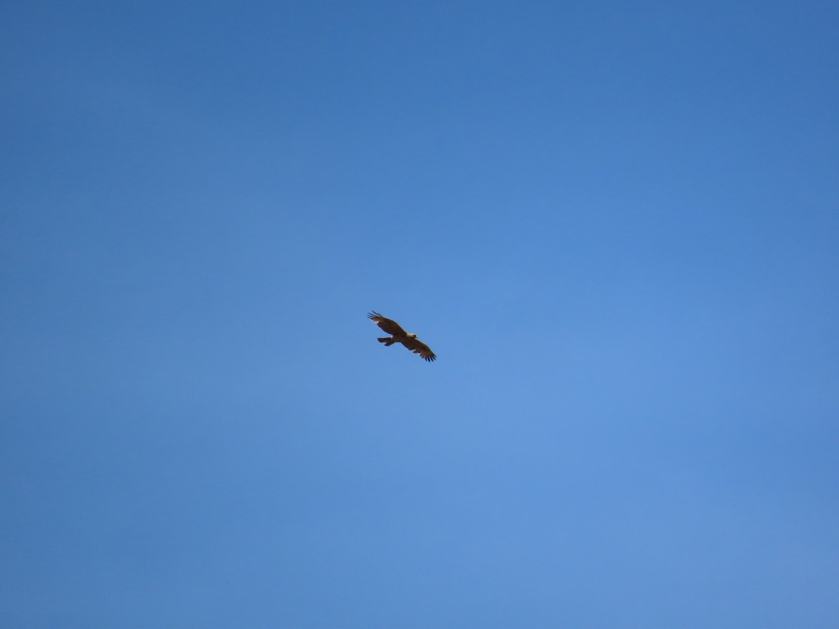 Bonelli's Eagle - ML638090847