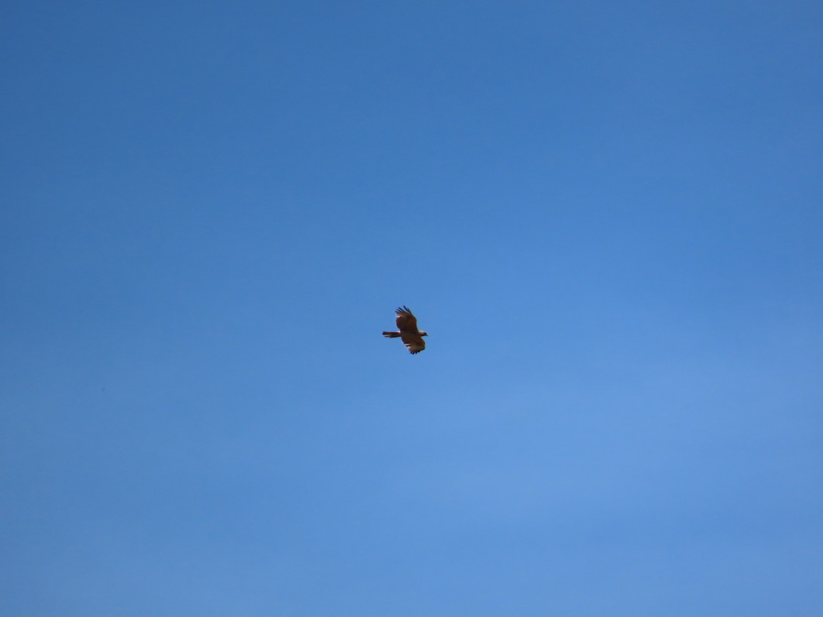 Bonelli's Eagle - ML638090848