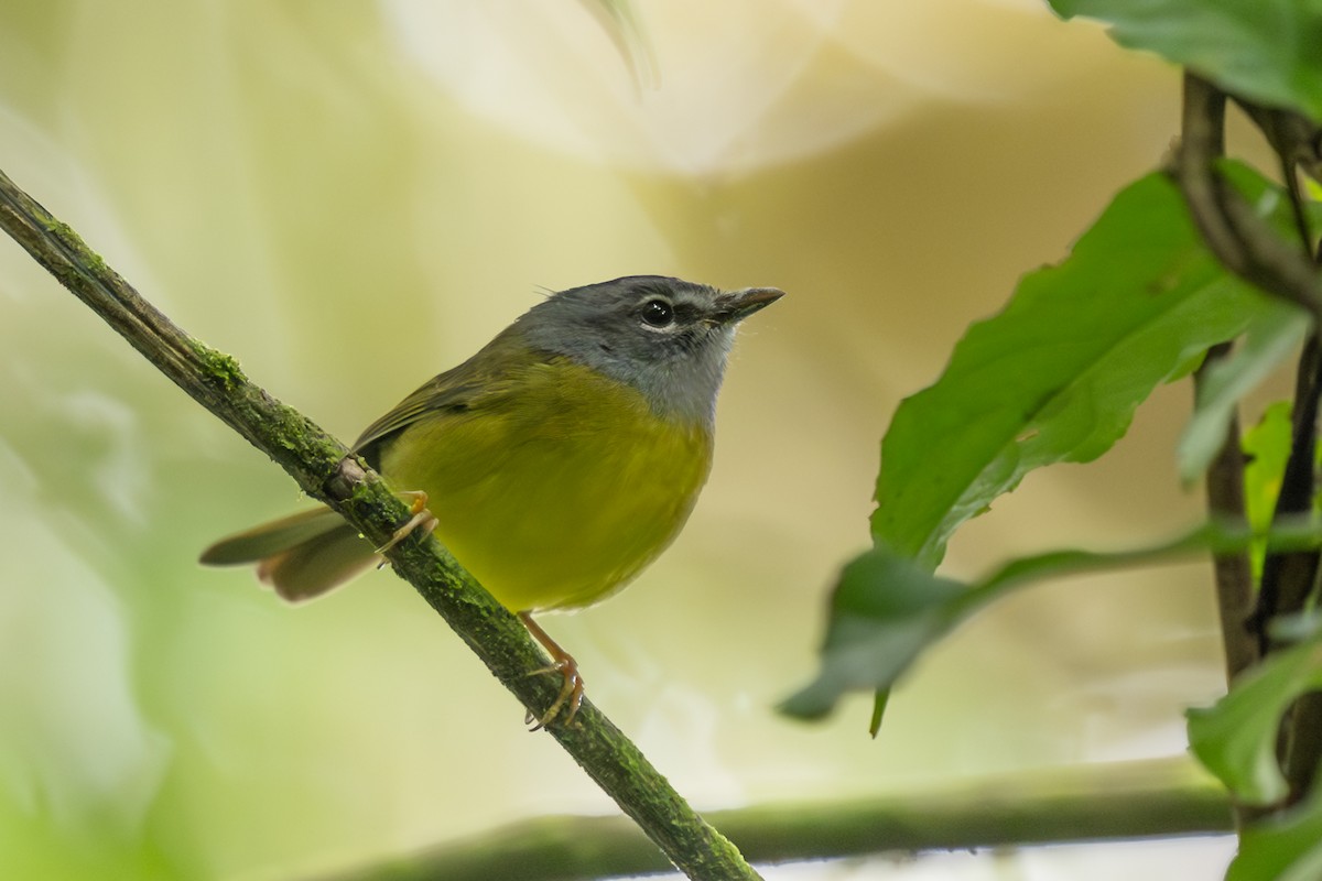 White-lored Warbler - ML638090851