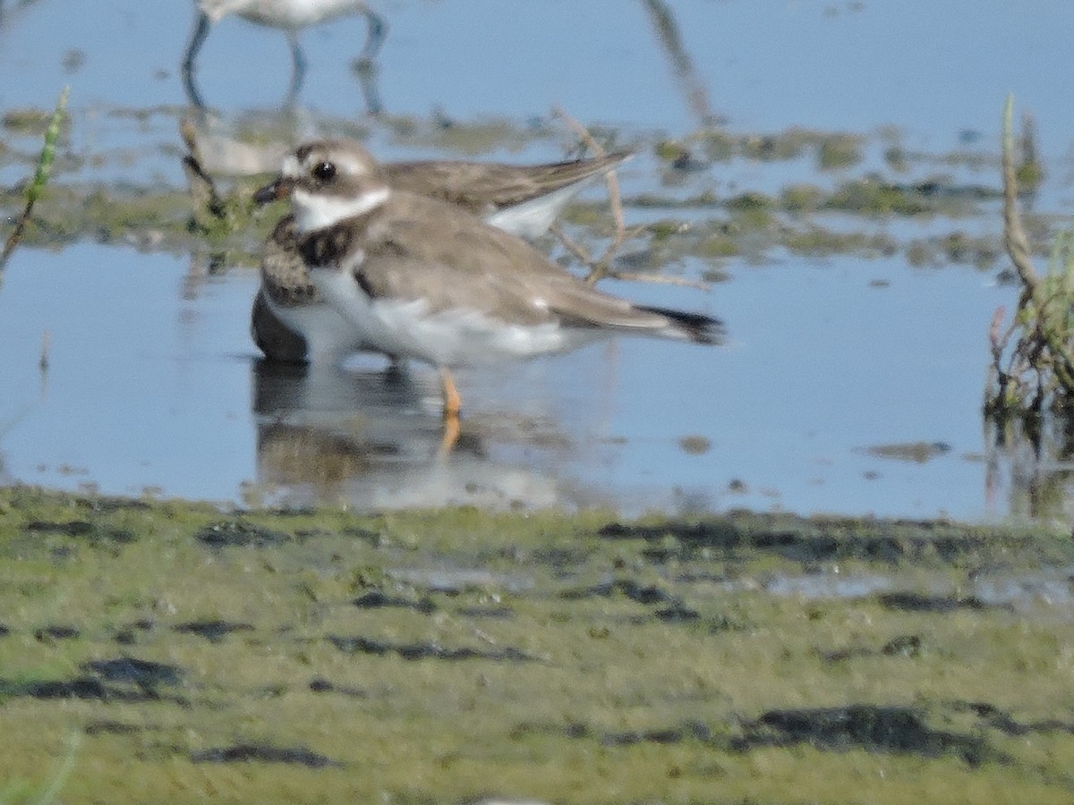 Semipalmated Plover - ML638090871