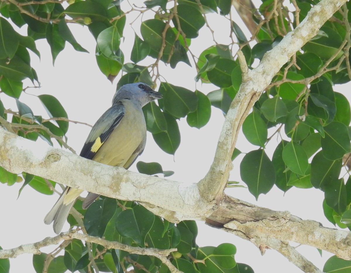 Tangara Aliamarilla - ML638090886