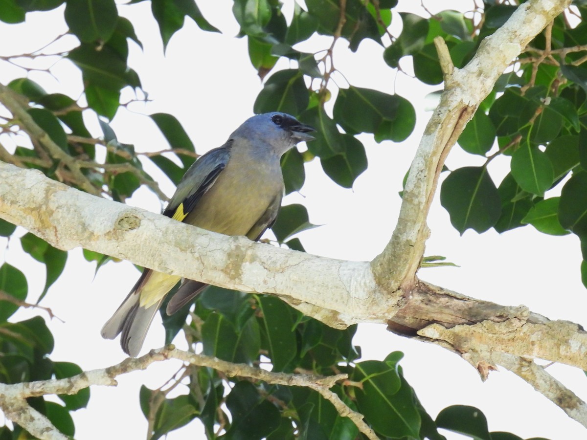 Tangara Aliamarilla - ML638090887