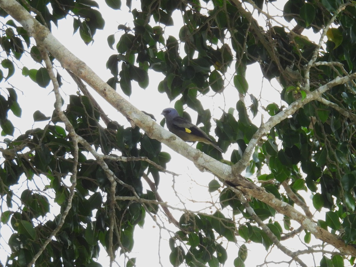 Tangara Aliamarilla - ML638090890