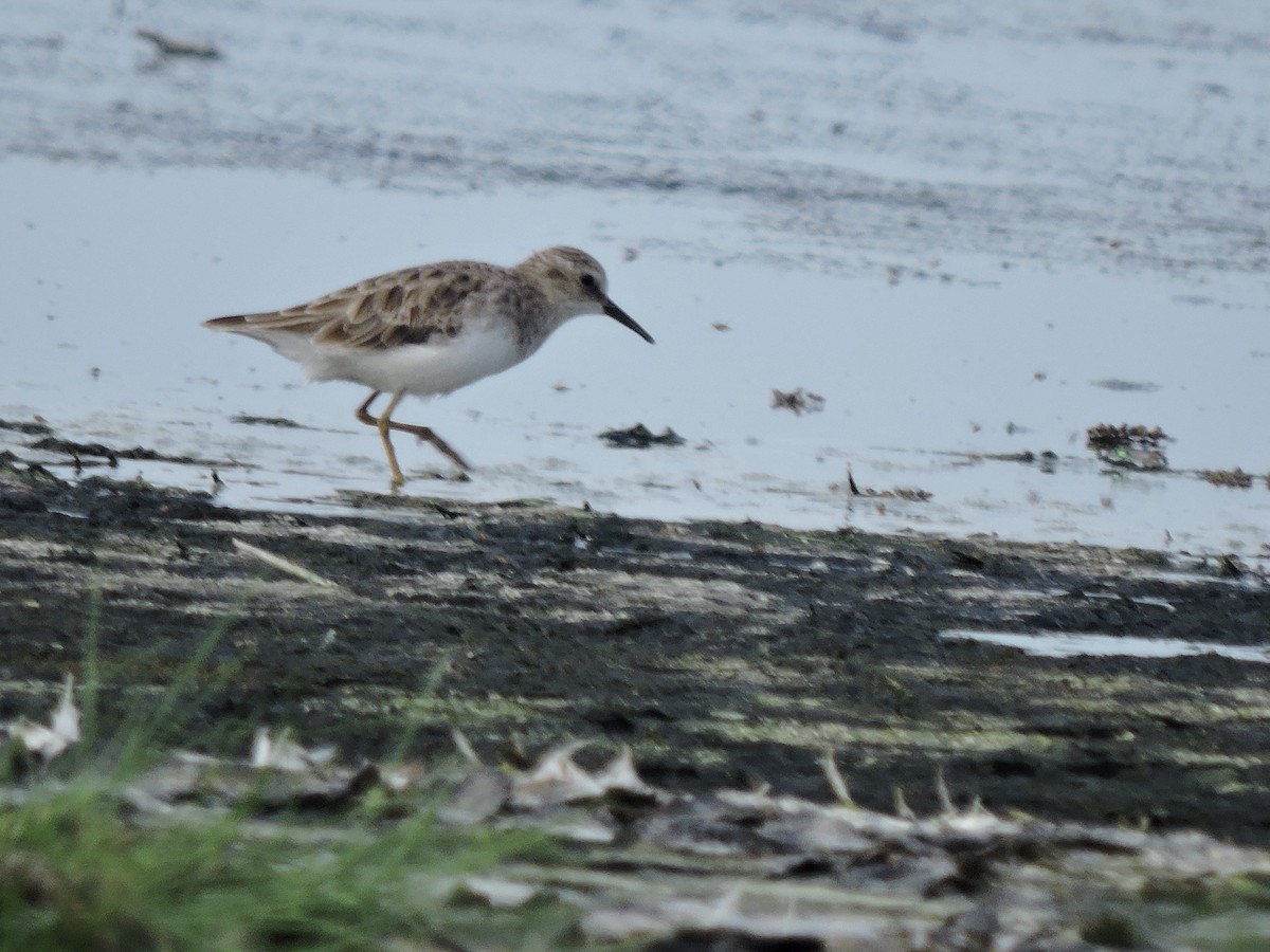 Least Sandpiper - ML638090904