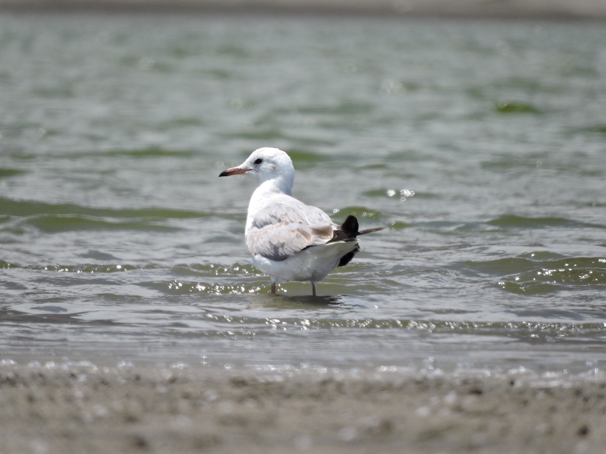 Gray-hooded Gull - ML638090915