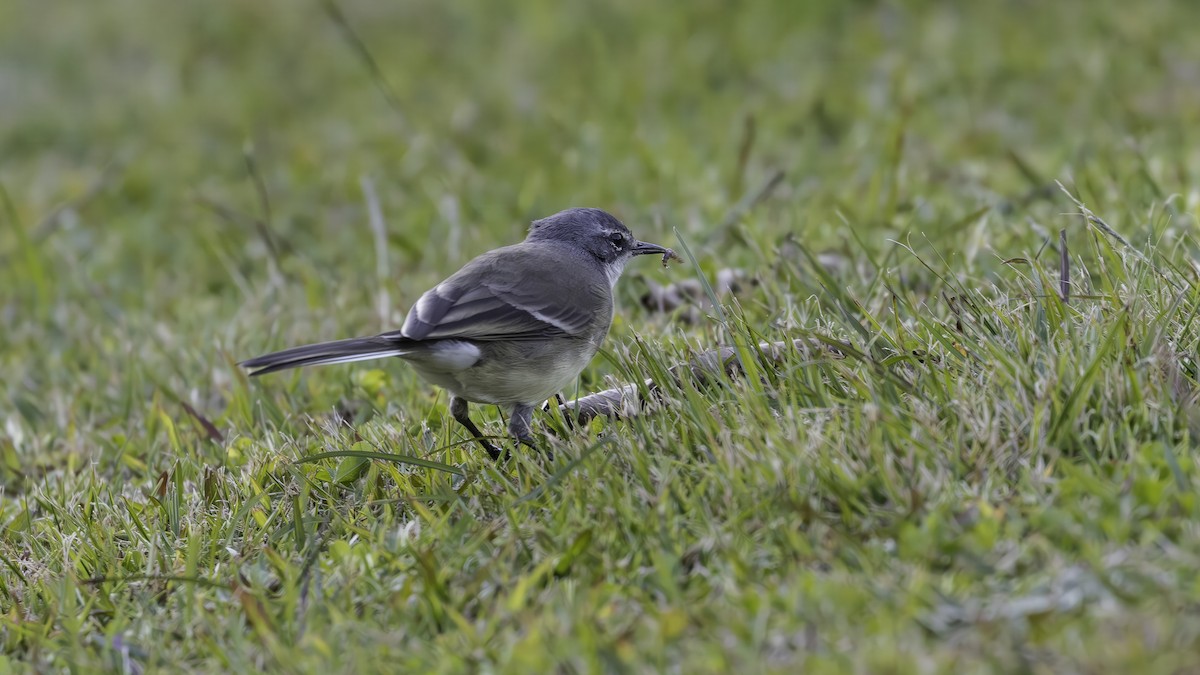 Cape Wagtail - ML638090927