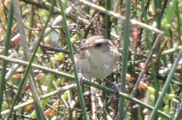 Wren-like Rushbird - ML638090953