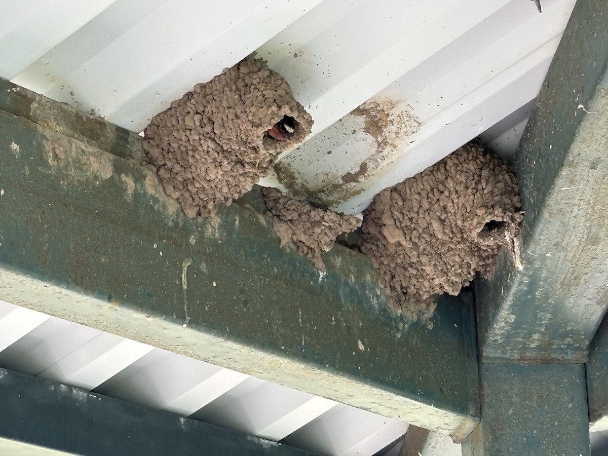 Cliff Swallow - ML638090965