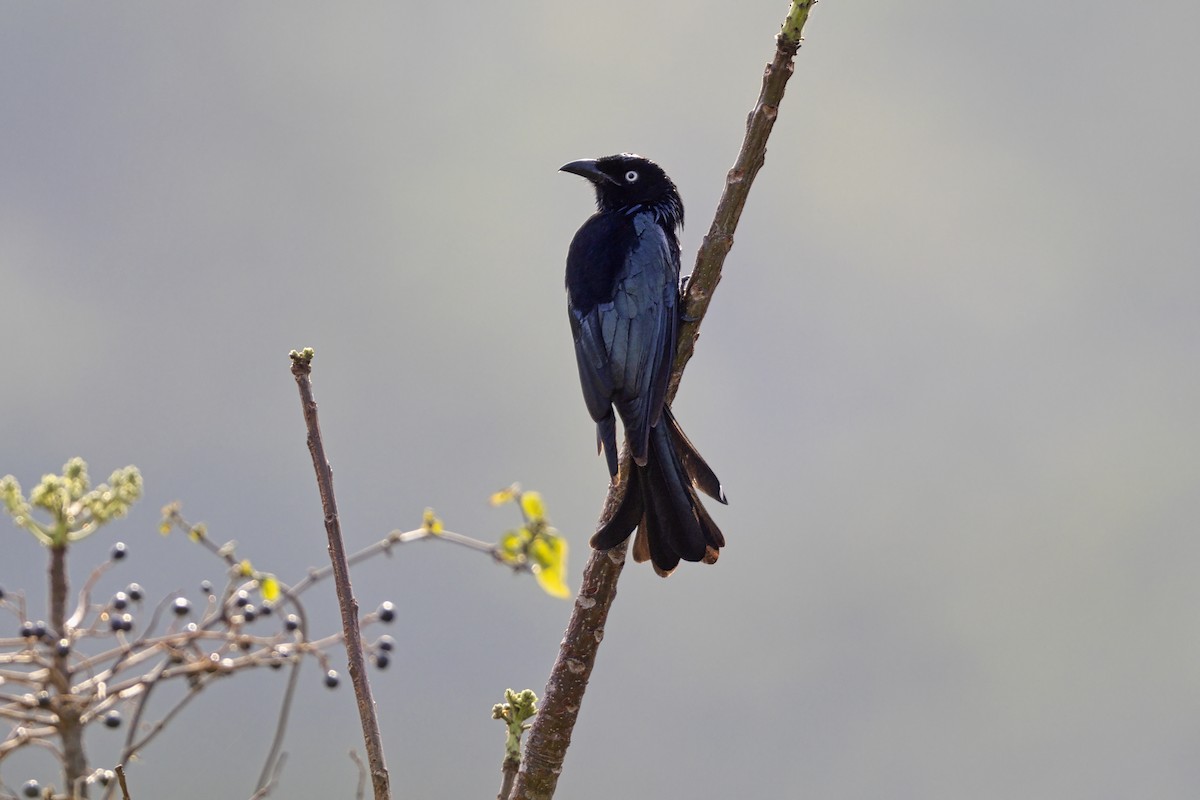 Hair-crested Drongo - ML638090990