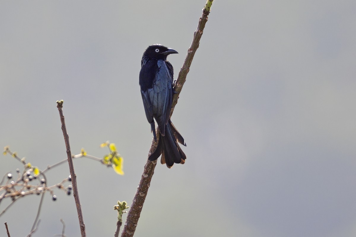 Hair-crested Drongo - ML638090991