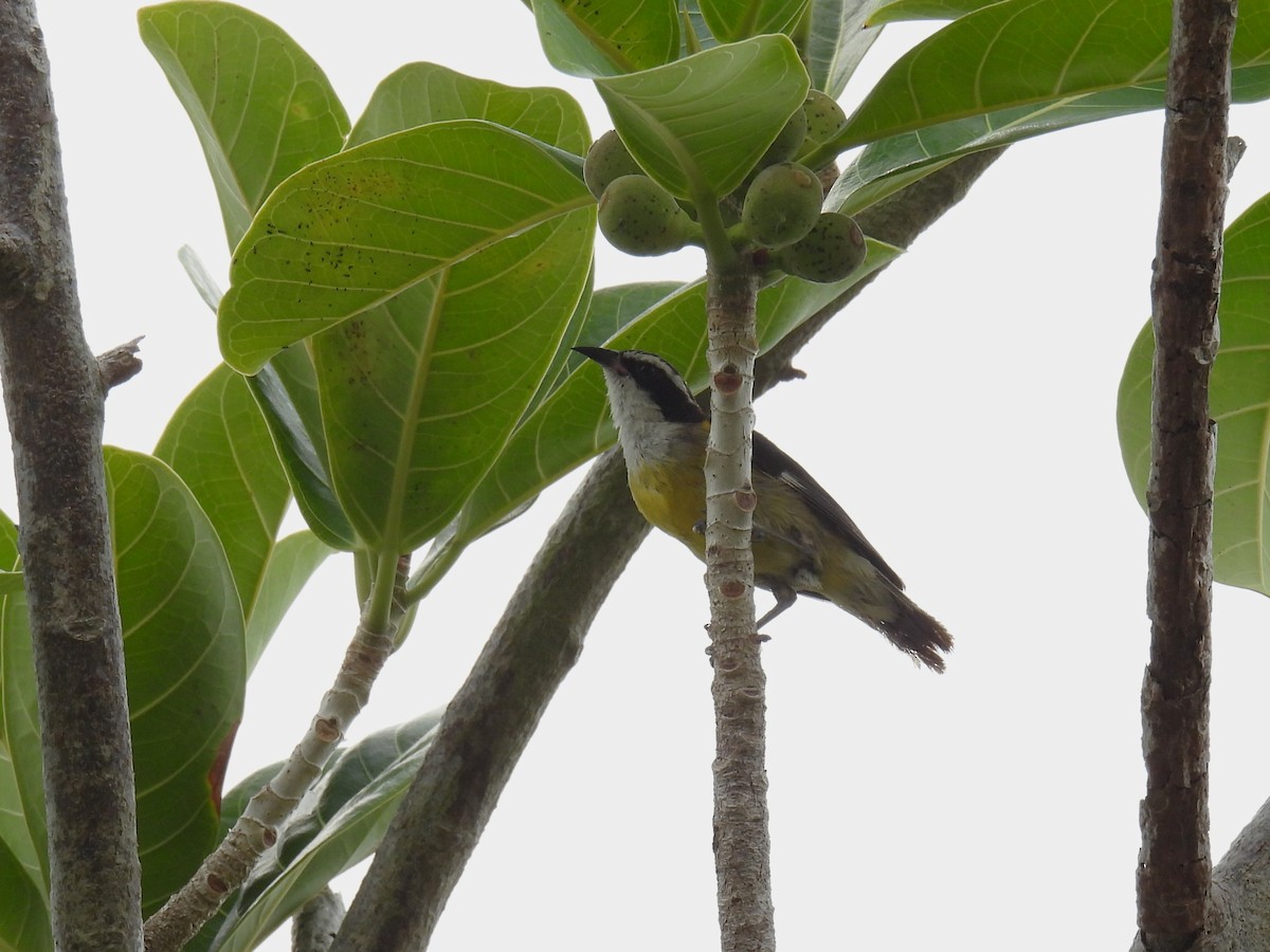 Bananaquit (Cozumel I.) - ML638091009