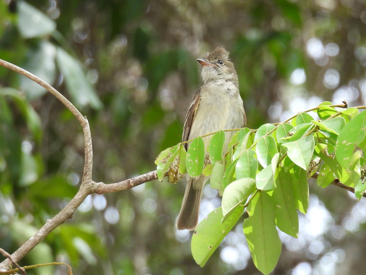 Caribbean Elaenia - ML638091019