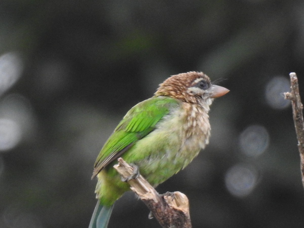 White-cheeked Barbet - ML638091028