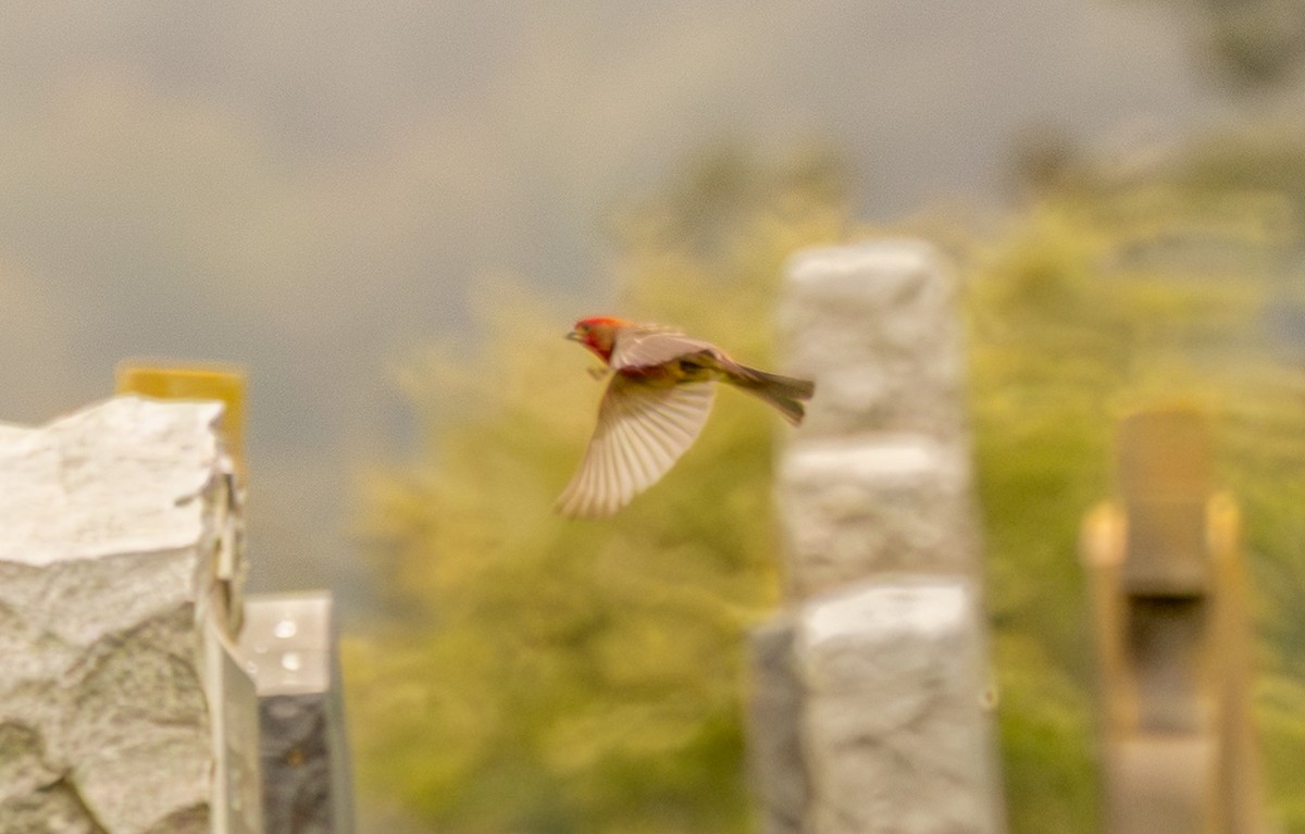finch sp. - ML638091052