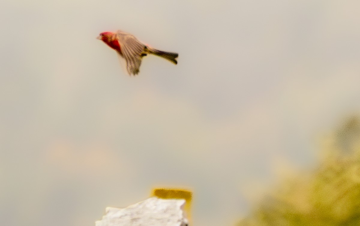 finch sp. - ML638091053