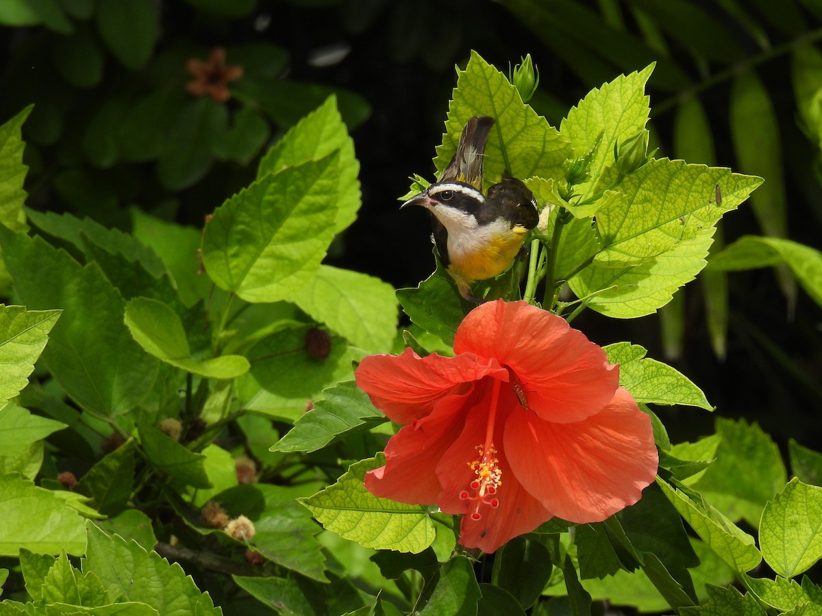 Bananaquit (Cozumel I.) - ML638091054